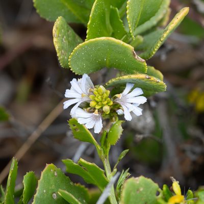 Scaevola crassifolia, photographed by Kym Nicolson