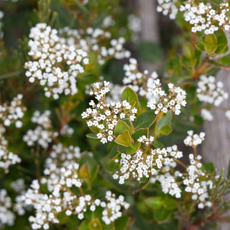 Logania ovata, photographed by Kym Nicolson