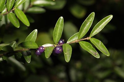 Lonicera ligustrina, photographed by Stephen James McWilliam