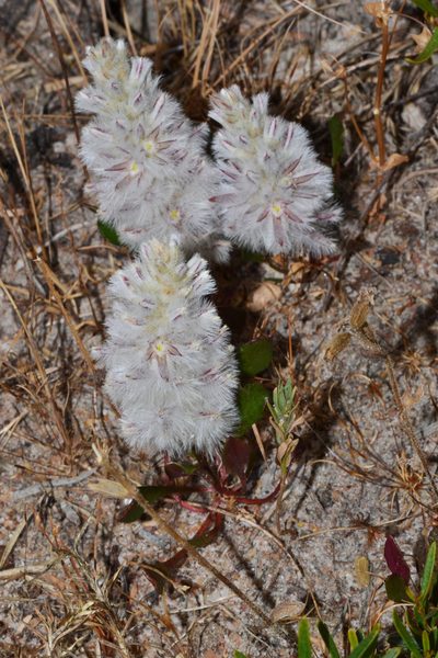 Ptilotus pyramidatus, photographed by T. Hammer