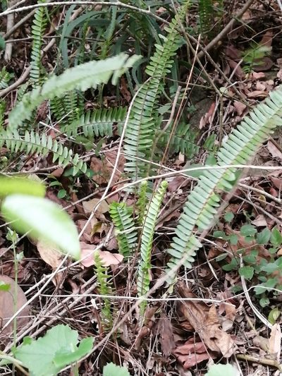 Nephrolepis exaltata, photographed by Mmatjie Mashao