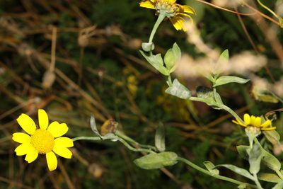 Glebionis segetum, photographed by Stephen James McWilliam
