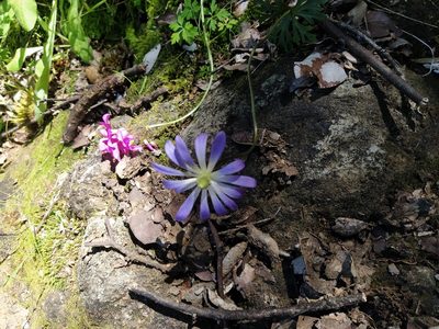 Anemone decapetala