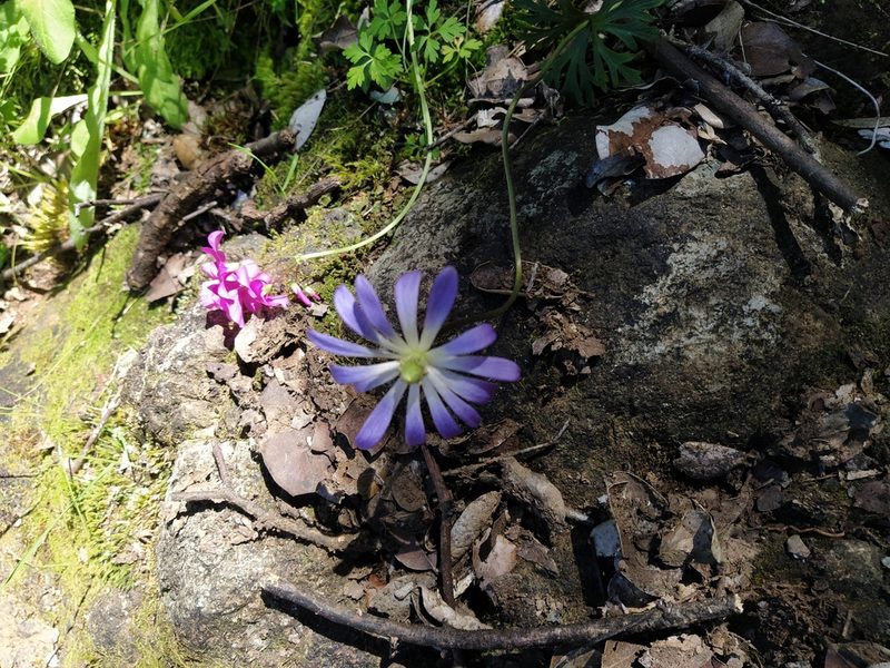 Anemone decapetala, photographed by Samuel Gonzalez Ariztia