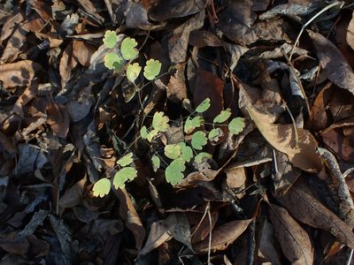 Thalictrum venulosum, photographed by Mary Krieger