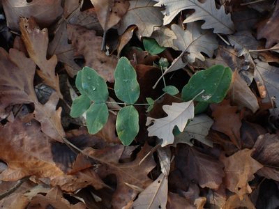 Lathyrus ochroleucus, photographed by Mary Krieger