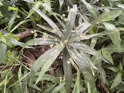 Cyperus albostriatus, photographed by Robert Taylor