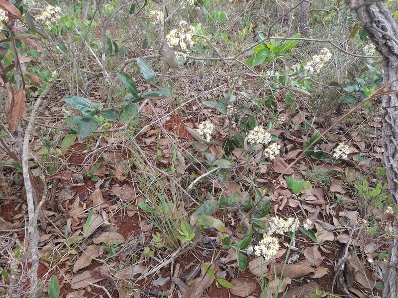 Miconia albicans, photographed by Leonardo Bergamini