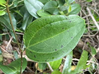 Smilax anceps, photographed by Robert Taylor