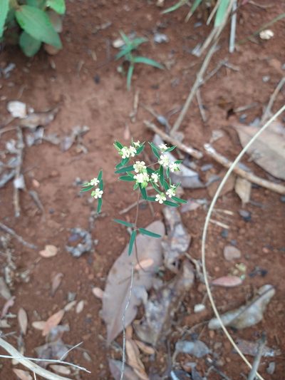 Euphorbia potentilloides, photographed by Leonardo Bergamini