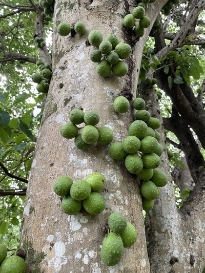 Ficus polita, photographed by Robert Taylor
