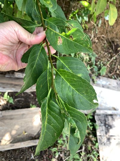 Ilex kusanoi, photographed by 呂一起(Lyu yi-chi)