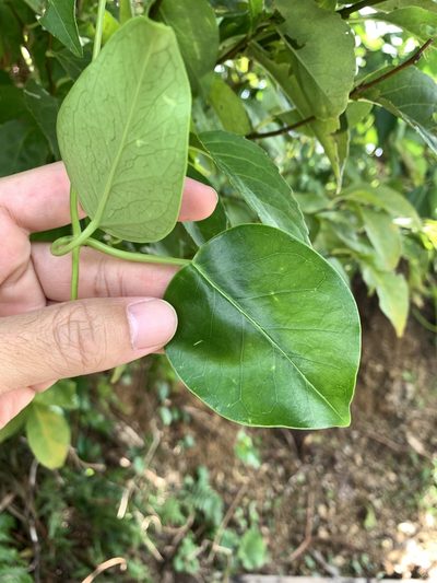 Cynanchum lanhsuense, photographed by 呂一起(Lyu yi-chi)