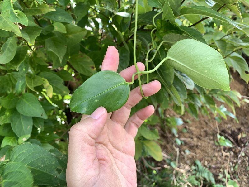 Cynanchum lanhsuense, photographed by 呂一起(Lyu yi-chi)
