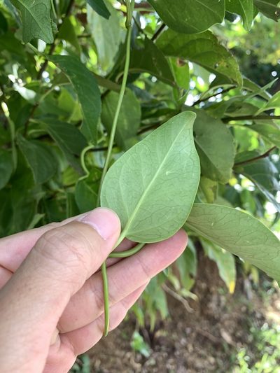 Cynanchum lanhsuense, photographed by 呂一起(Lyu yi-chi)