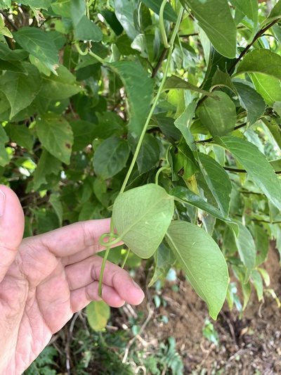 Cynanchum lanhsuense, photographed by 呂一起(Lyu yi-chi)
