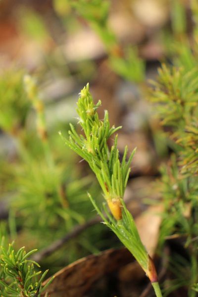 Desmocladus fasciculatus, photographed by Em Lamond