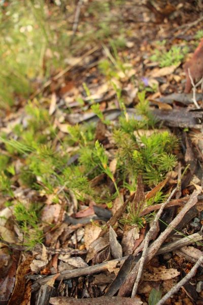 Desmocladus fasciculatus, photographed by Em Lamond