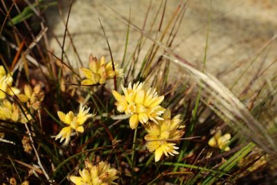 Conostylis setigera, photographed by Em Lamond