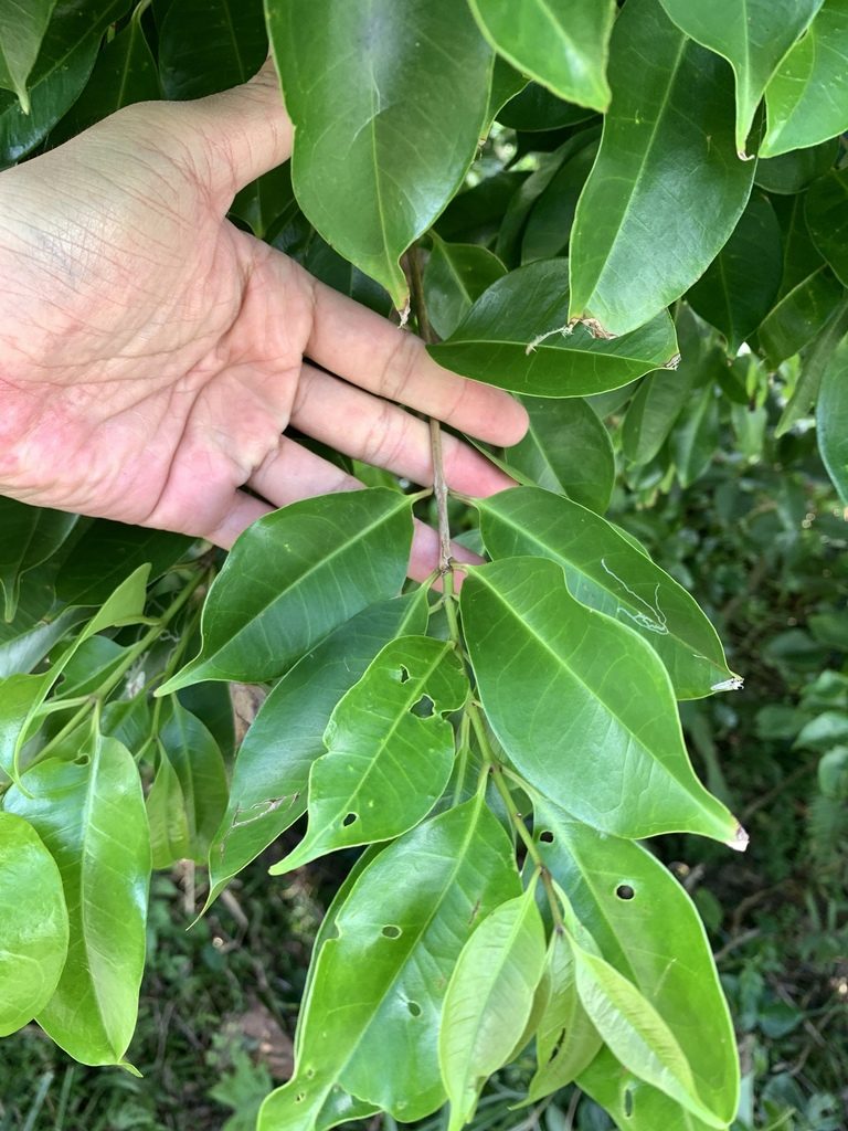 Syzygium simile, photographed by 呂一起(Lyu yi-chi)