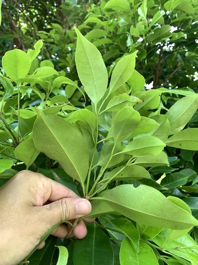 Syzygium simile, photographed by 呂一起(Lyu yi-chi)
