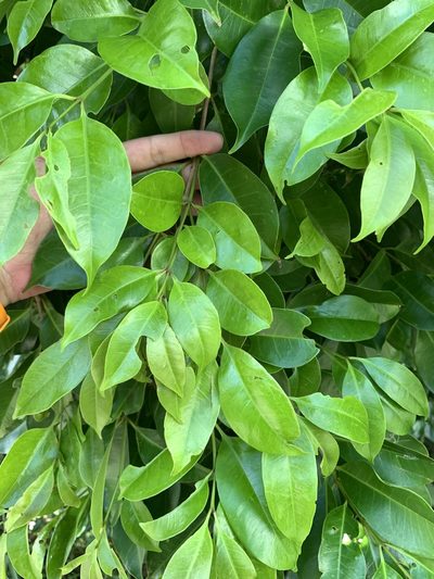 Syzygium simile, photographed by 呂一起(Lyu yi-chi)