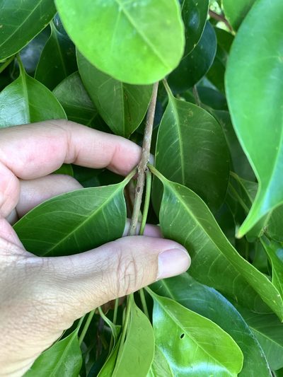 Syzygium simile, photographed by 呂一起(Lyu yi-chi)