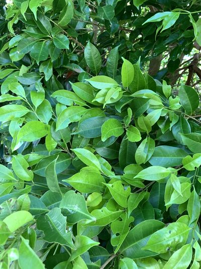 Syzygium simile, photographed by 呂一起(Lyu yi-chi)