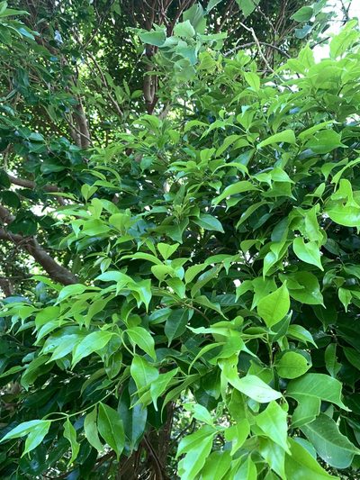 Syzygium simile, photographed by 呂一起(Lyu yi-chi)