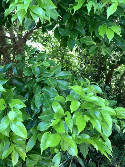 Syzygium simile, photographed by 呂一起(Lyu yi-chi)