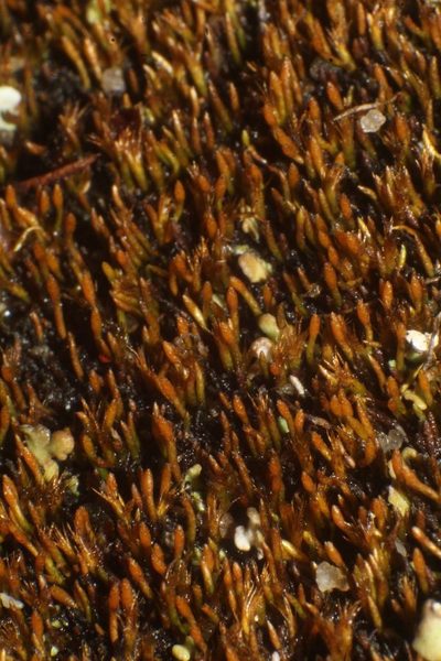 Eccremidium pulchellum, photographed by Em Lamond