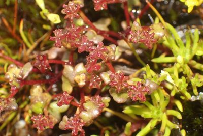 Hydrocotyle alata, photographed by Em Lamond
