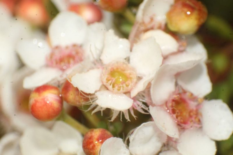 Verticordia habrantha, photographed by Em Lamond
