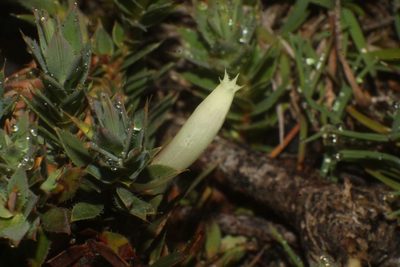 Styphelia pallida, photographed by Em Lamond