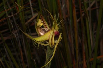 Caladenia lobata, photographed by Em Lamond