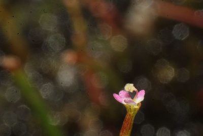 Stylidium despectum, photographed by Em Lamond