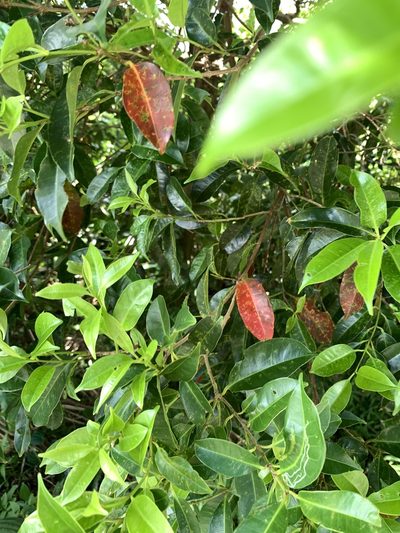 Syzygium simile, photographed by 呂一起(Lyu yi-chi)