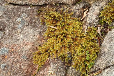 Hedwigidium imberbe, photographed by Em Lamond