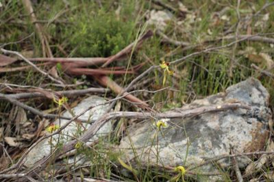 Caladenia lobata, photographed by Em Lamond