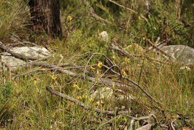 Caladenia lobata, photographed by Em Lamond