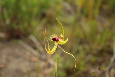 Caladenia lobata, photographed by Em Lamond