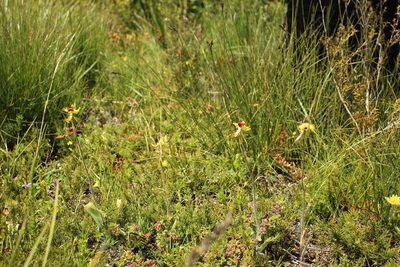 Caladenia lobata, photographed by Em Lamond