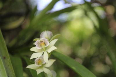 Prosthechea radiata, photographed by Ricard Busquets Reverte