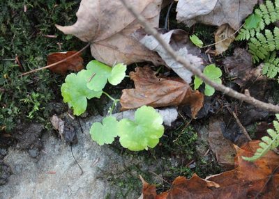 Hydrocotyle americana, photographed by Steven Lamonde