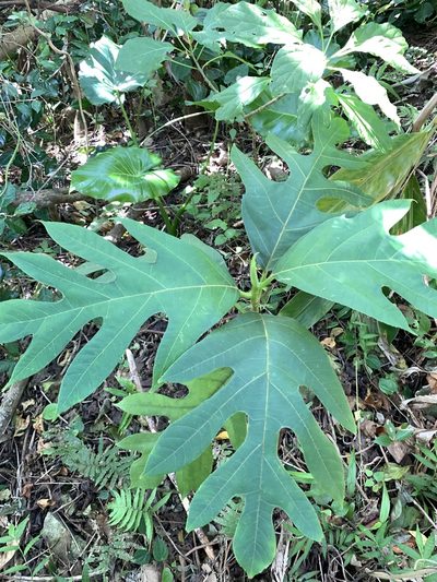 Artocarpus treculianus, photographed by 呂一起(Lyu yi-chi)