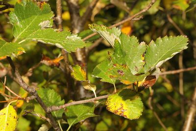 Scandosorbus intermedia, photographed by Stephen James McWilliam