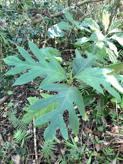 Artocarpus treculianus, photographed by 呂一起(Lyu yi-chi)