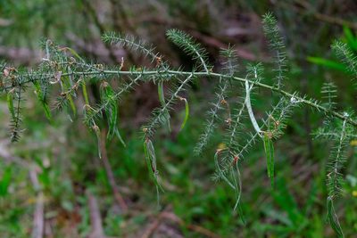 Acacia verticillata, photographed by Peter Crowcroft