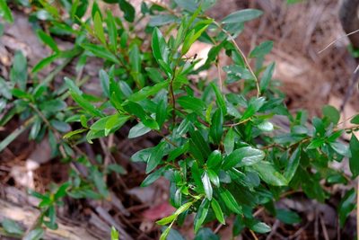 Billardiera fusiformis, photographed by Peter Crowcroft