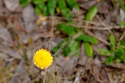 Coronidium scorpioides, photographed by Peter Crowcroft